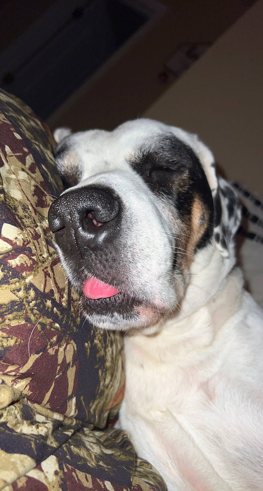 Raccoon is registered to the contest to win money with this photo: ancient_dog_breeds, canidae, carnivore, collar, companion_dog, dog, dog_breed, dog_collar, fawn, fur, giant_dog_breed, guard_dog, non_sporting_group, snout, sporting_group, whiskers, working_animal, working_dog