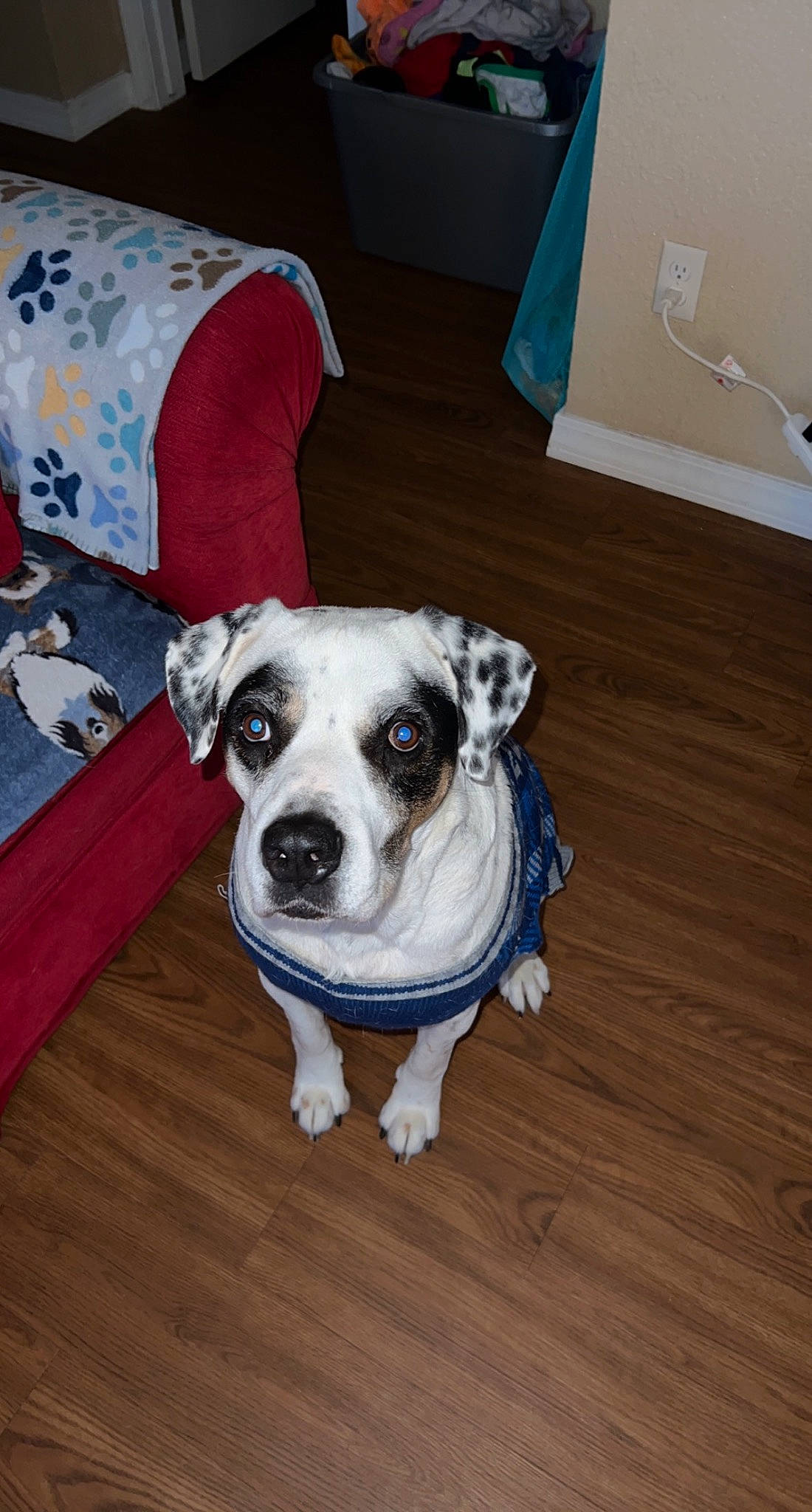 Raccoon joined the competition — help win amazing prizes! carnivore, comfort, companion_dog, couch, dog, dog_breed, dog_supply, fawn, floor, flooring, furniture, hardwood, laminate_flooring, pet_supply, pillow, snout, toy_dog, whiskers, wood, working_animal