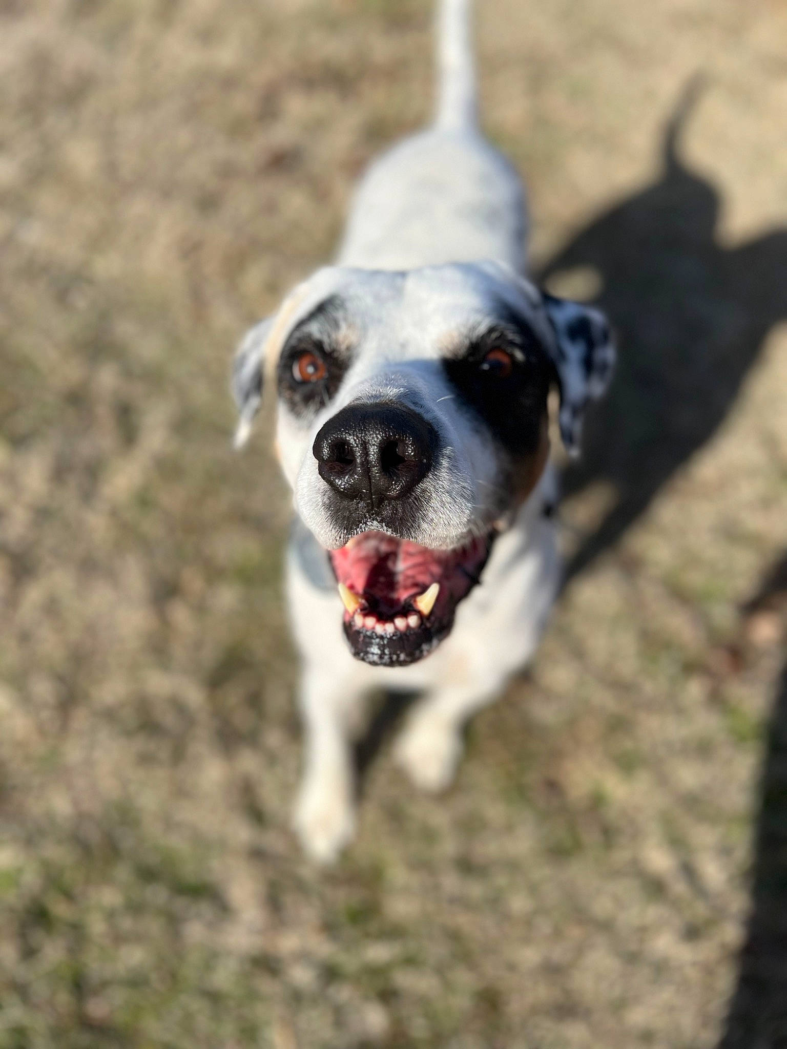 Raccoon is registered to the contest to win money with this photo: australian_cattle_dog, ball, canidae, carnivore, collar, companion_dog, dog, dog_breed, dog_collar, dog_supply, fawn, grass, kong, lure_coursing, paw, plant, snout, sporting_group, tail, whiskers