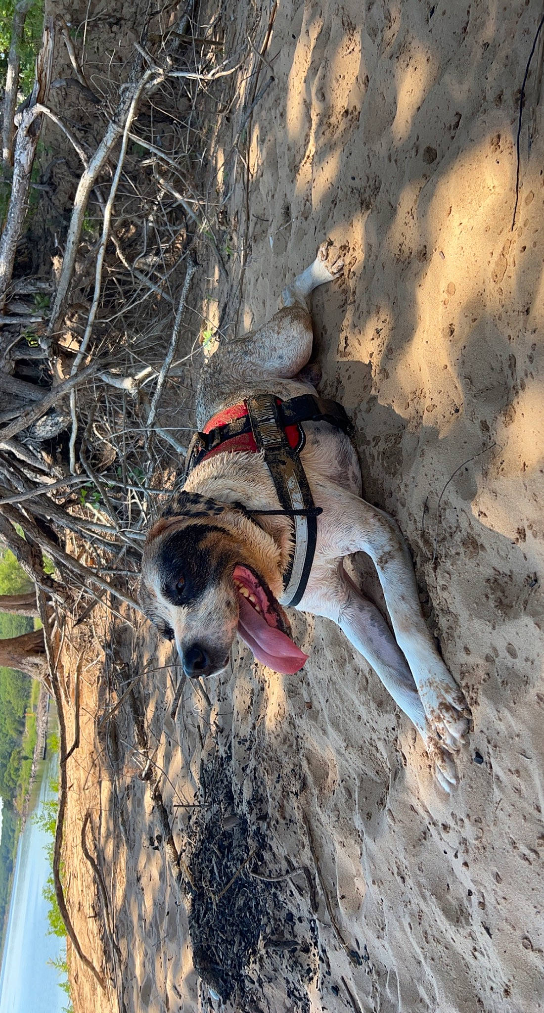 Raccoon joined the competition — help win amazing prizes! _geese_and_swans, beak, bird, carmine, duck, ducks, foot, fowl, landscape, plant, seabird, soil, terrestrial_animal, tree, trunk, twig, water_bird, waterfowl, wildlife, wing