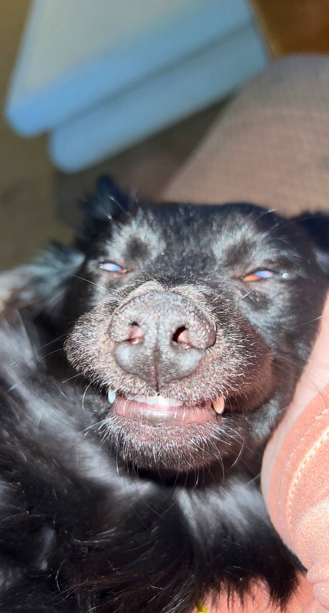 Lulu joined the competition — help win amazing prizes! borador, canidae, carnivore, claw, companion_dog, dog, dog_breed, ear, foot, fur, liver, natural_material, non_sporting_group, snout, sporting_group, terrestrial_animal, whiskers, wildlife, working_animal