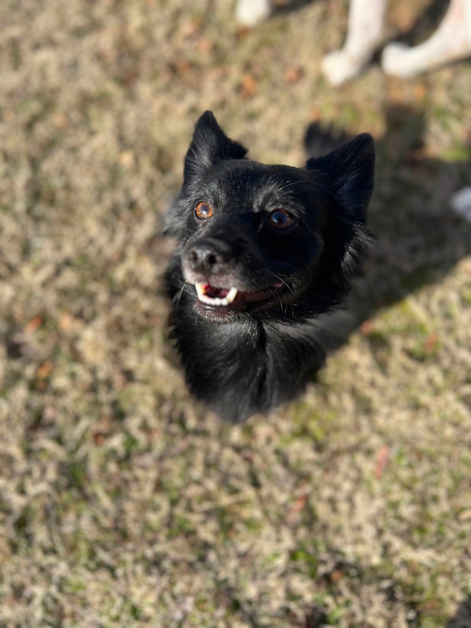 Lulu