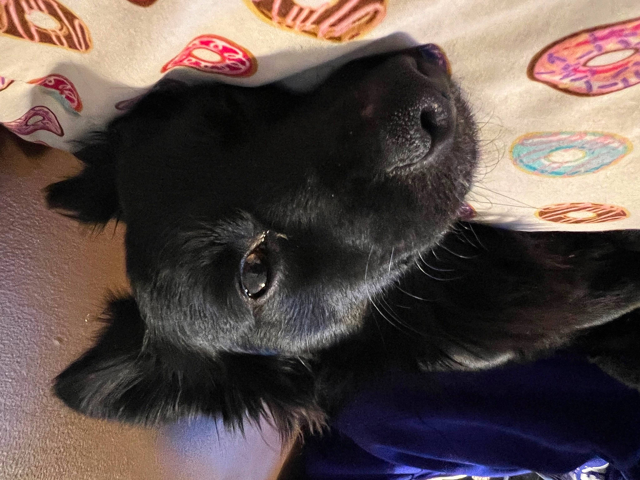 Lulu joined the competition — help win amazing prizes! borador, canidae, carmine, carnivore, collar, companion_dog, dog, dog_breed, dog_collar, ear, electric_blue, flooring, foot, fur, liver, pet_supply, sporting_group, tail, whiskers, working_animal