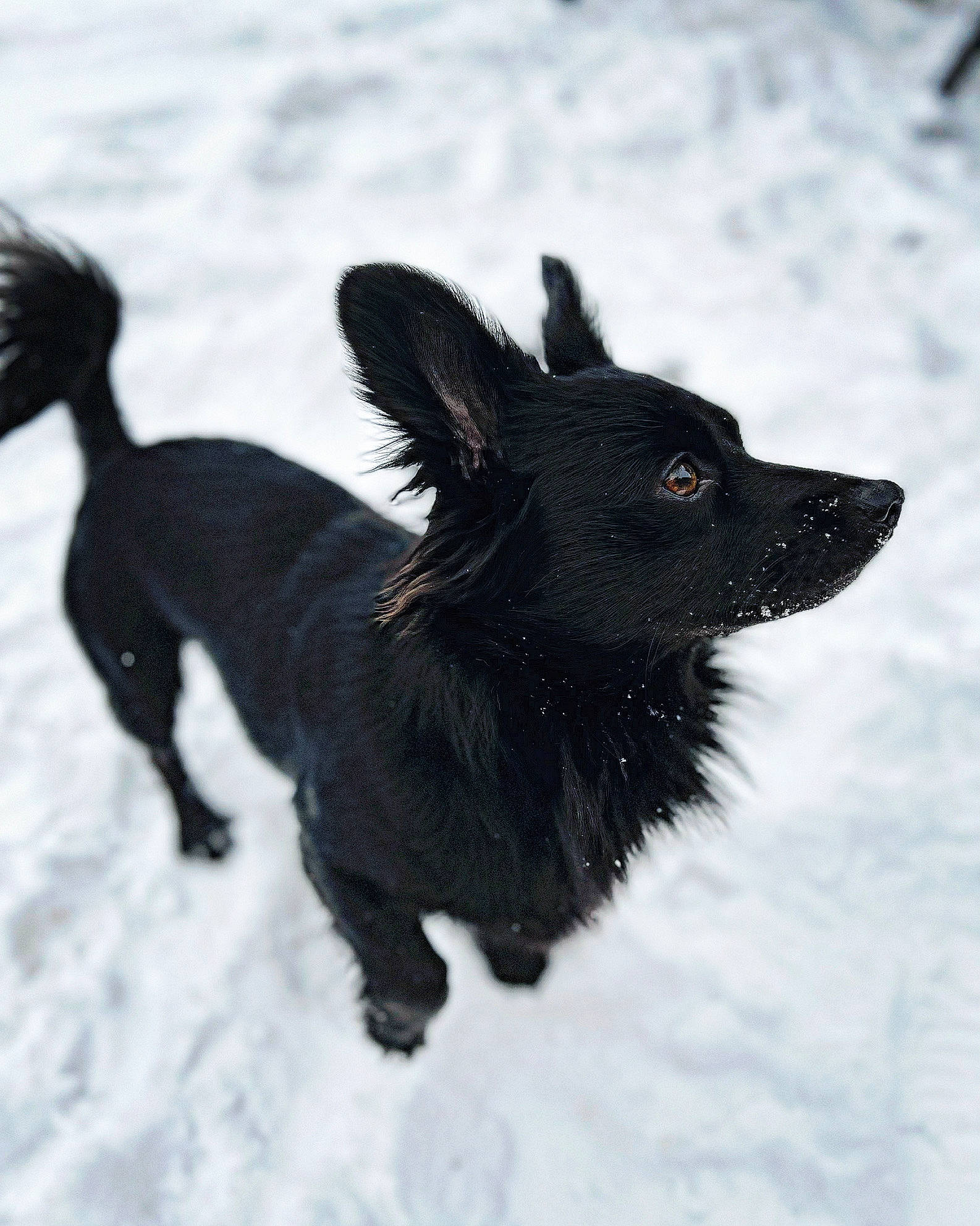 Lulu is registered to the contest to win money with this photo: canidae, carnivore, companion_dog, dog, dog_breed, dog_supply, fur, guard_dog, snout, snow, sporting_group, tail, toy_dog, winter, working_animal, working_dog