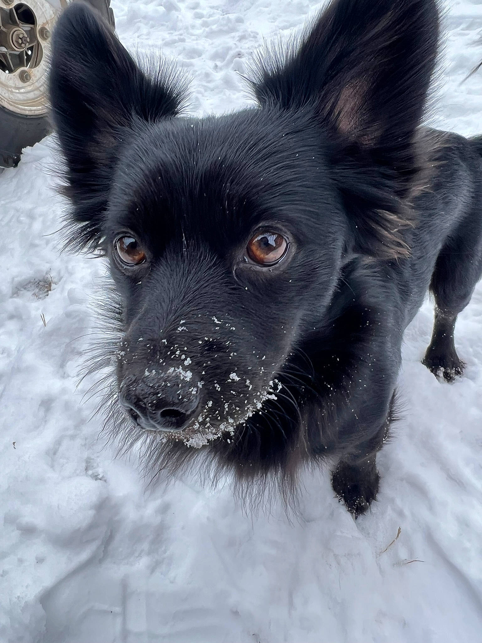 Lulu is registered to the contest to win money with this photo: canidae, carnivore, companion_dog, dog, dog_breed, dog_collar, dog_supply, ear, fawn, fur, head, non_sporting_group, snout, snow, sporting_group, tail, toy_dog, whiskers, winter, working_animal