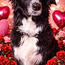 animal, black_and_white, border_collie, chocolates, closeup, collar, cute, dog, flowers, fluffy, heart_shaped_balloons, love, pets, pink, portrait, red, romantic, roses, table, valentines_day