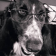 Roxane participe au concours pour gagner de l'argent avec cette photo : dog, glasses, close_up, black_and_white, pet, animal, face, fur, indoor, portrait, cute, muzzle, whiskers, expression, friendly, nose, eyes, black_fur, white_fur, house