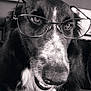 dog, glasses, close_up, black_and_white, pet, animal, face, fur, indoor, portrait, cute, muzzle, whiskers, expression, friendly, nose, eyes, black_fur, white_fur, house