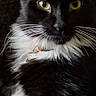 Marmalade is registered to the contest to win money with this photo: alert, animal, black_and_white, cat, close_up, collar, cute, domestic_cat, ears, face, feline, fluffy_fur, fur, indoor, pet, portrait, sitting, soft_background, whiskers, yellow_eyes