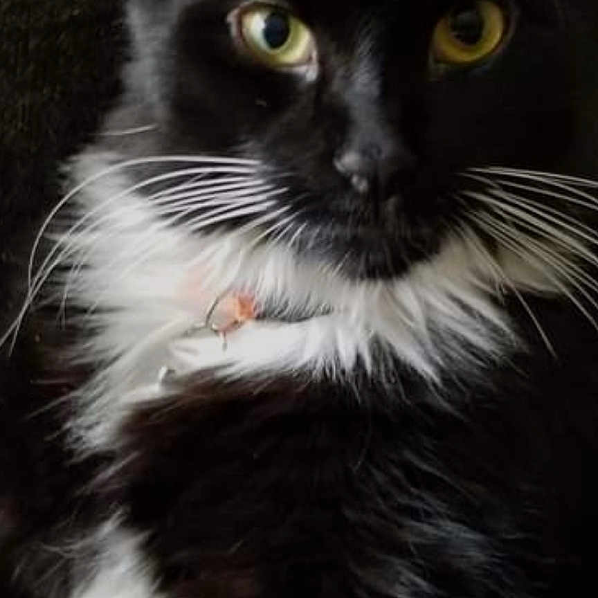 Marmalade