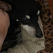 Sushi a rejoint le concours — aidez-le/la à gagner de superbes lots ! animal, bed, black_dog, canine, closeup, comfort, cozy, dog, domestic_animal, ears, face, fleece, fur, hand, indoor, leopard_print, pet, relaxation, resting, snuggled