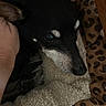 animal, bed, black_dog, canine, closeup, comfort, cozy, dog, domestic_animal, ears, face, fleece, fur, hand, indoor, leopard_print, pet, relaxation, resting, snuggled