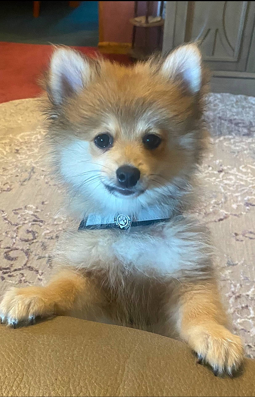 Zeke is registered to the contest to win money with this photo: canidae, carnivore, companion_dog, dog, dog_breed, dog_supply, fawn, fur, german_spitz, german_spitz_mittel, non_sporting_group, snout, spitz, tail, terrestrial_animal, toy_dog, volpino_italiano, whiskers, wildlife, working_animal