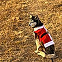 dog, husky, santa_outfit, pet, animal, outdoor, path, dry_grass, brown, winter, costume, canine, looking_back, sitting, leash, nature, sunlight, golden_hour, fur, holiday