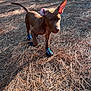 animal, canine, countryside, dog, face, grass, grove, hound, land, nature, outdoors, pet, plant, pointer, puppy, soil, straw, tree, vegetation, woodland