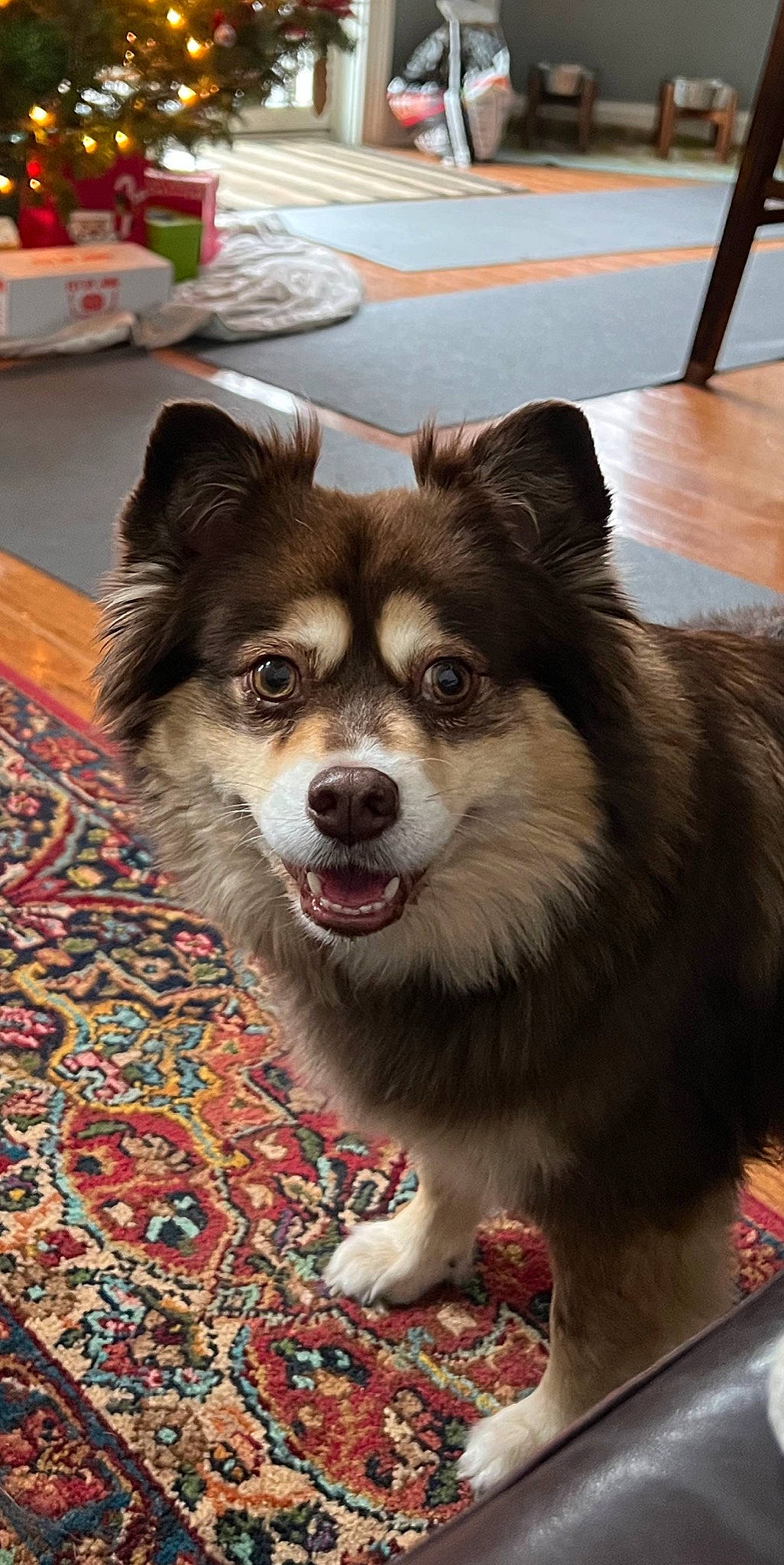 Piper joined the competition — help win amazing prizes! canidae, carnivore, companion_dog, dog, dog_breed, door, fawn, flooring, fur, hardwood, sled_dog, smile, snout, sporting_group, table, tableware, whiskers, wood, working_animal, working_dog