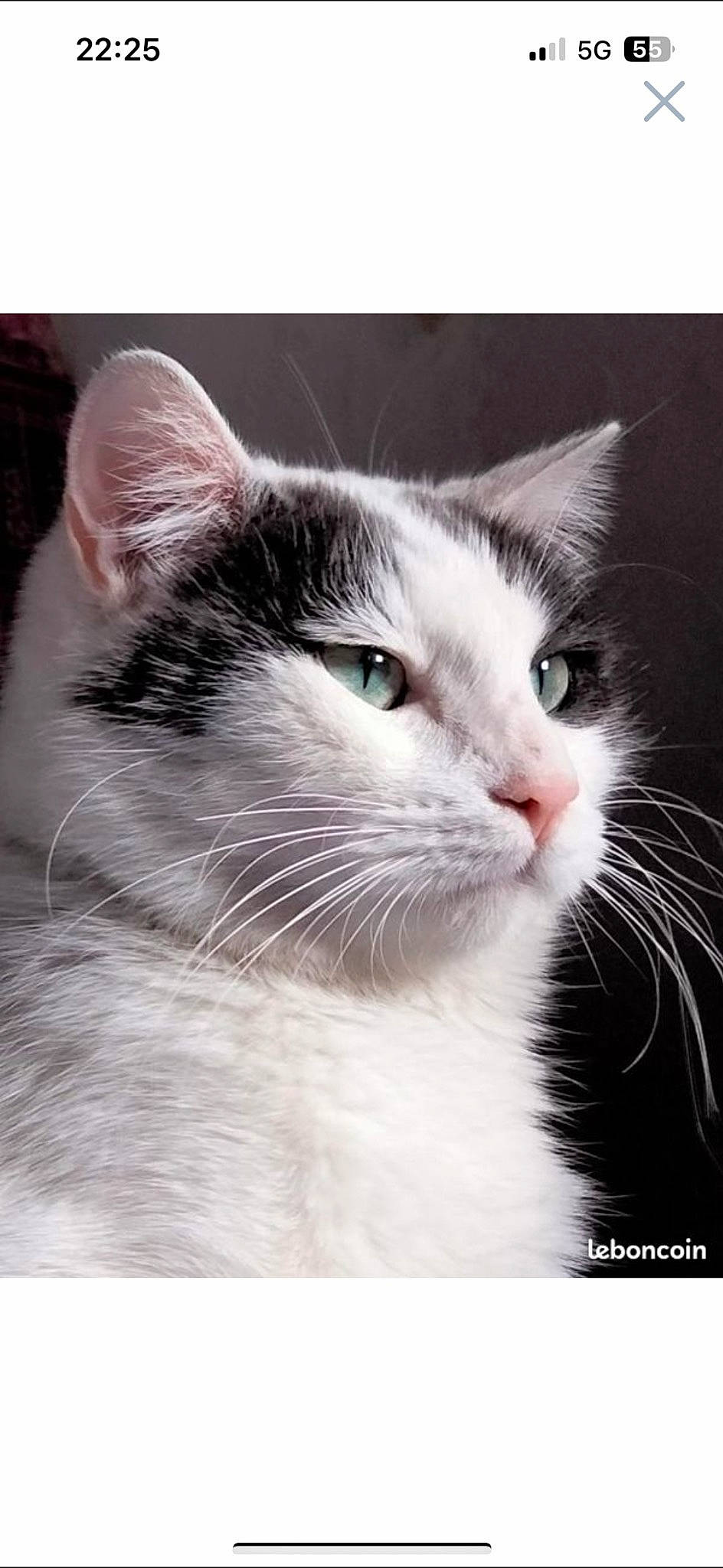 Perlot participe au concours pour gagner de l'argent avec cette photo : carnivore, cat, domestic_short_haired_cat, felidae, fur, monochrome_photography, rectangle, small_to_medium_sized_cats, snout, whiskers