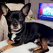 Rambo participe au concours pour gagner de l'argent avec cette photo : animal, black_dog, chair, cute, dog, ears, eyes, fur, indoor, jacket, living_room, nose, paws, pet, remote_control, resting, small_dog, table, television, watching_tv