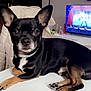 animal, black_dog, chair, cute, dog, ears, eyes, fur, indoor, jacket, living_room, nose, paws, pet, remote_control, resting, small_dog, table, television, watching_tv