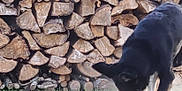 Bouillette a rejoint le concours — aidez-le/la à gagner de superbes lots ! dog, black_dog, grass, firewood, woodpile, outdoor, nature, animal, pet, curious, sniffing, dust, lawn, daylight, mammal, canine, stacked_wood, ground, fur, ears