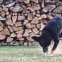 dog, black_dog, grass, firewood, woodpile, outdoor, nature, animal, pet, curious, sniffing, dust, lawn, daylight, mammal, canine, stacked_wood, ground, fur, ears