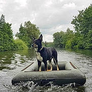 Bouillette a rejoint le concours — aidez-le/la à gagner de superbes lots ! dog, inflatable_raft, water, river, trees, nature, outdoor, cloudy_sky, animal, pet, floating, adventure, greenery, calm_water, collar, canine, standing, wildlife, scenic, travel