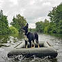 dog, inflatable_raft, water, river, trees, nature, outdoor, cloudy_sky, animal, pet, floating, adventure, greenery, calm_water, collar, canine, standing, wildlife, scenic, travel
