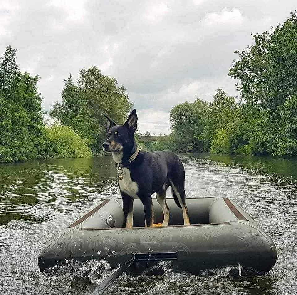 Bouillette a rejoint le concours — aidez-le/la à gagner de superbes lots ! dog, inflatable_raft, water, river, trees, nature, outdoor, cloudy_sky, animal, pet, floating, adventure, greenery, calm_water, collar, canine, standing, wildlife, scenic, travel
