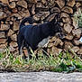 Bouillette a rejoint le concours — aidez-le/la à gagner de superbes lots ! dog, black_and_white, firewood, stacked_wood, grass, tree, outdoor, nature, pet, canine, animal, fur, alert, side_view, daylight, background, ground, plant, tag, small_tree