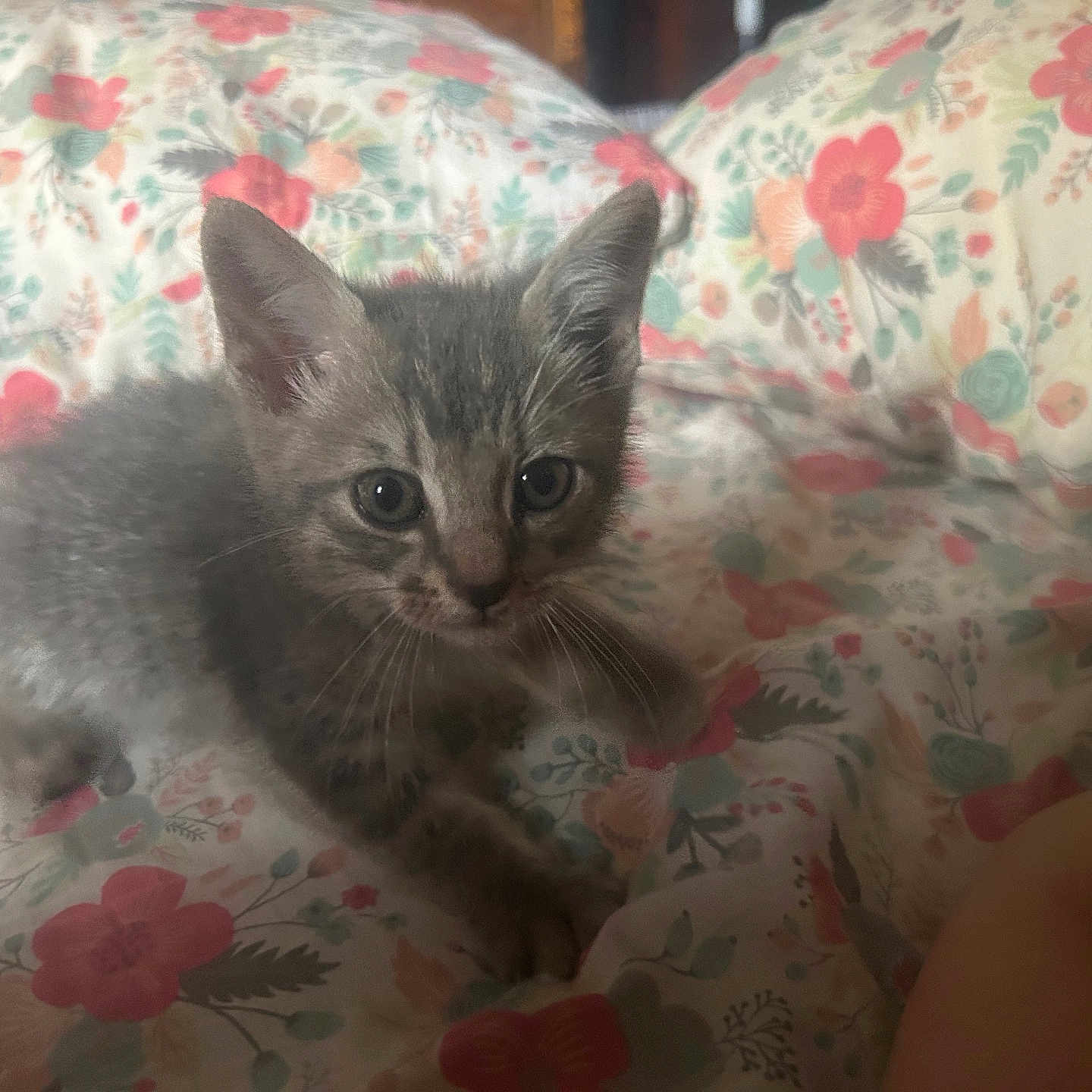 Mijo joined the competition — help win amazing prizes! animal, bed, bedspread, cat, cozy, curious, cute, ears, eyes, feline, floral_pattern, fur, gray_cat, indoor, kitten, pet, small, tabby, whiskers, young