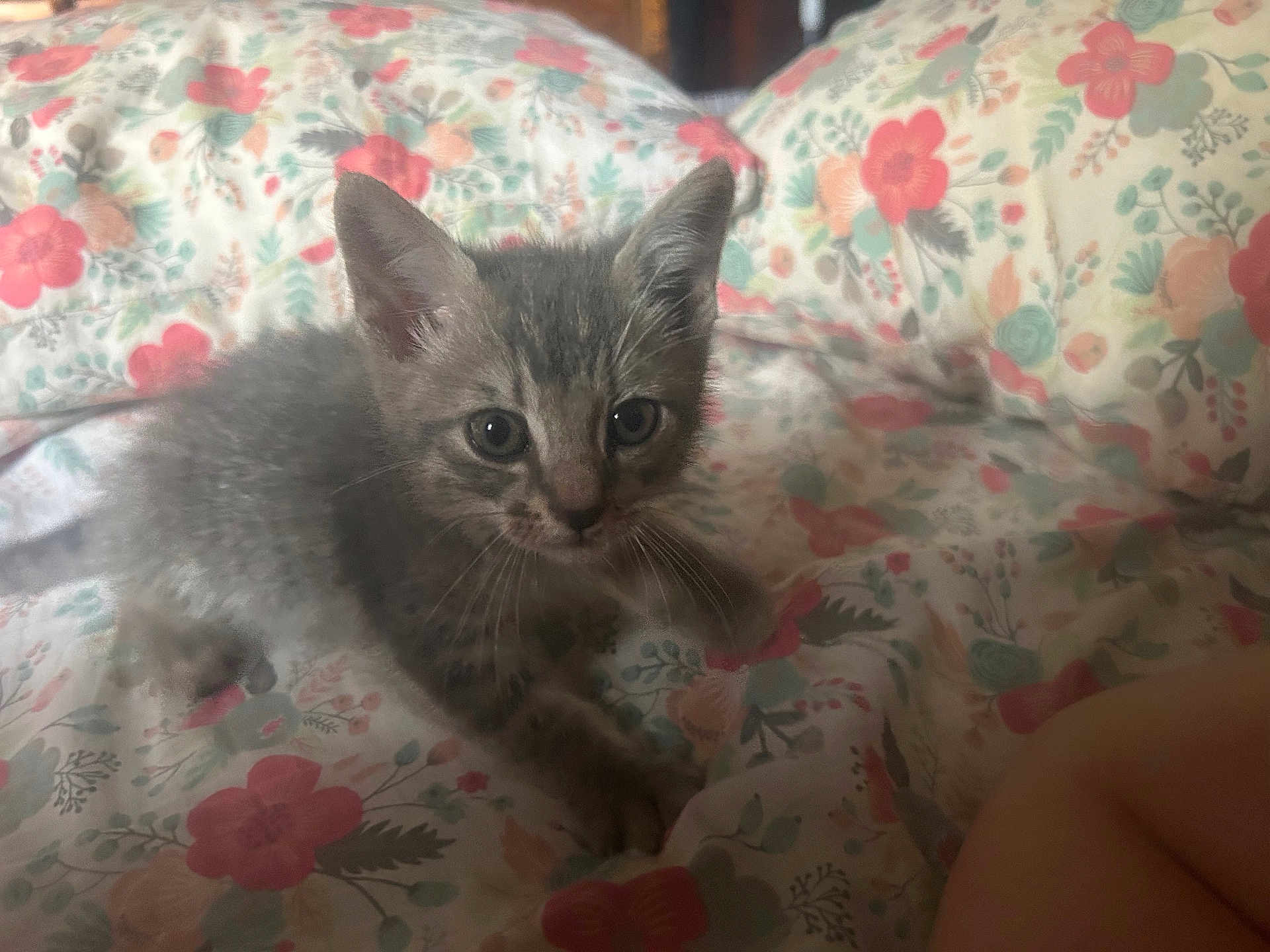 Mijo joined the competition — help win amazing prizes! kitten, cat, gray_cat, tabby, bedspread, floral_pattern, indoor, pet, animal, cute, small, fur, whiskers, ears, eyes, bed, cozy, curious, young, feline