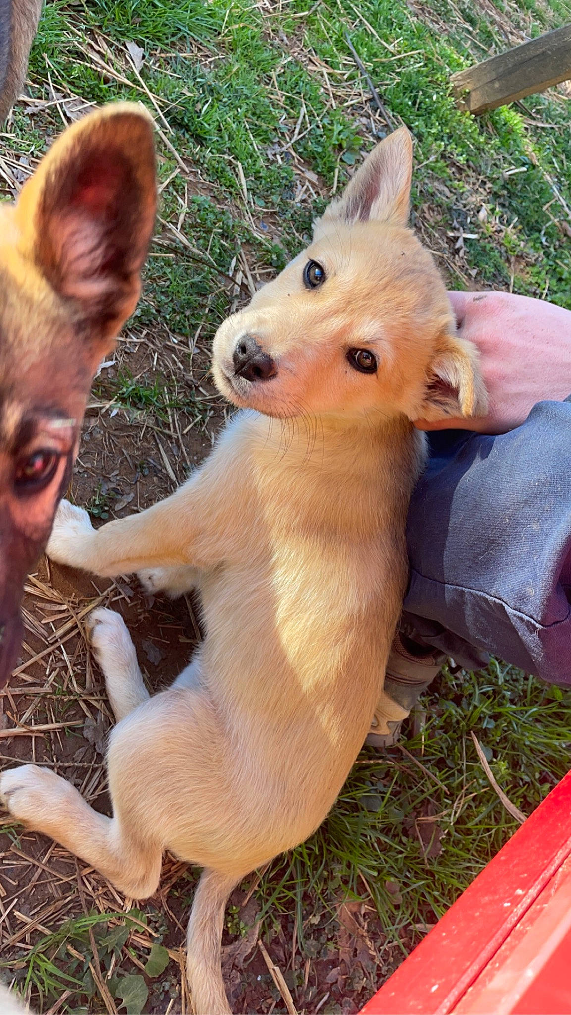 Athena is registered to the contest to win money with this photo: canidae, carnivore, companion_dog, dingo, dog, dog_breed, fawn, fox, fur, grass, plant, snout, spitz, sporting_group, tail, terrestrial_animal, toy_dog, whiskers, wildlife, working_animal