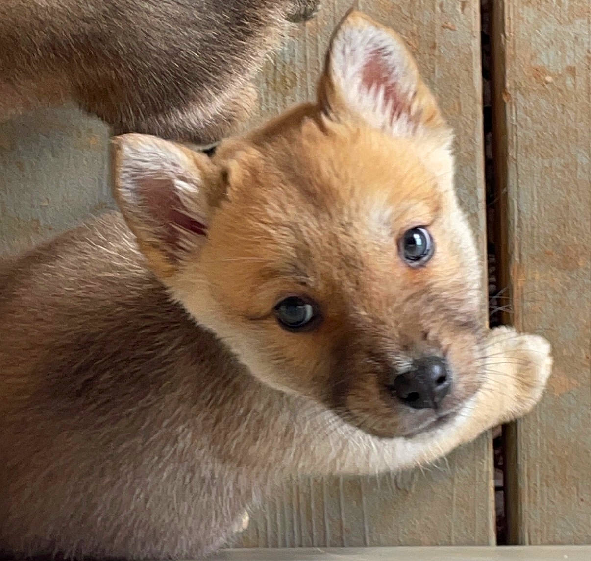 Athena joined the competition — help win amazing prizes! ancient_dog_breeds, canidae, carnivore, companion_dog, dingo, dog, dog_breed, fawn, fur, non_sporting_group, puppy, spitz, sporting_group, terrestrial_animal, whiskers, wood, working_animal