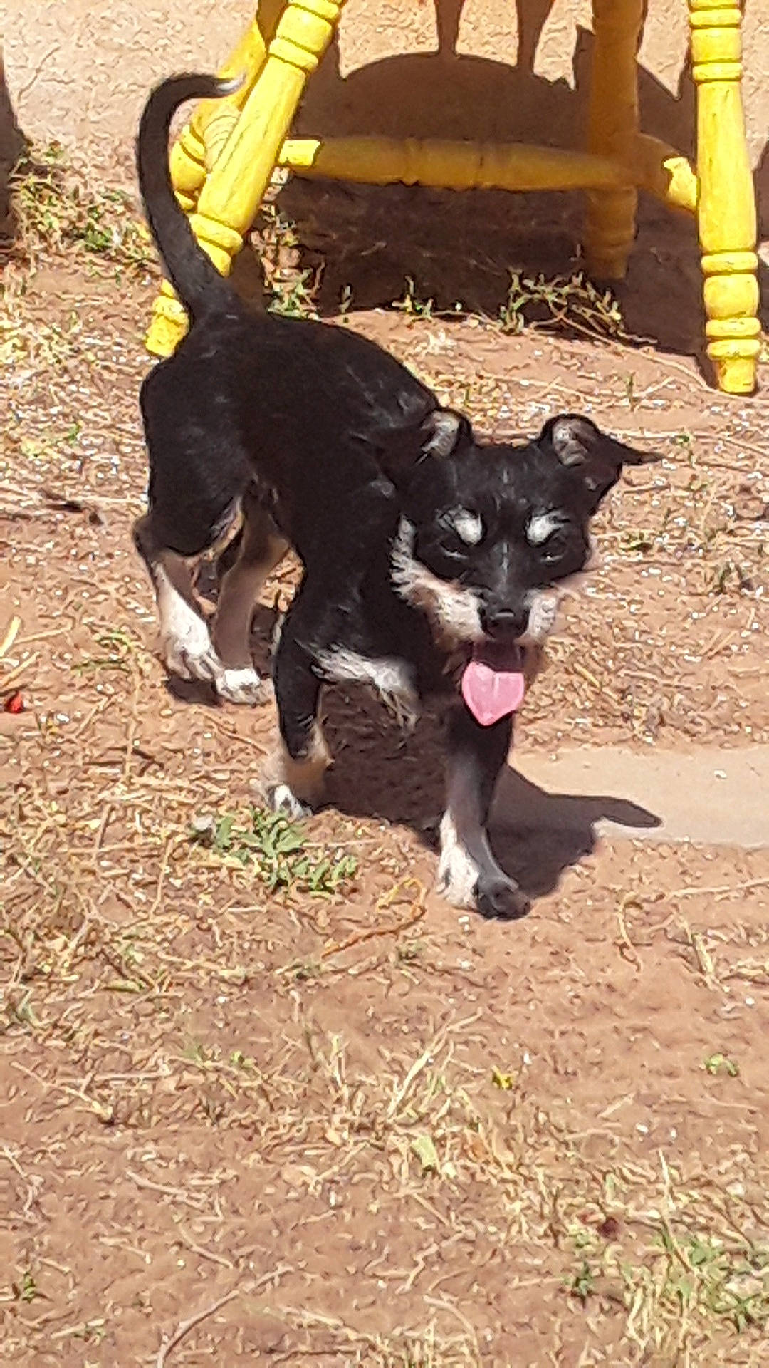 Pancho joined the competition — help win amazing prizes! canidae, carnivore, companion_dog, dog, dog_breed, dog_supply, fawn, fur, grass, non_sporting_group, paw, snout, soil, sporting_group, tail, terrestrial_animal, toy_dog, working_animal, working_dog