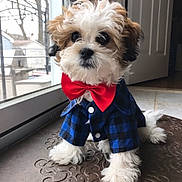 Charlie joined the competition — help win amazing prizes! dog, puppy, small_dog, fluffy, bow_tie, shirt, blue_checkered, indoor, window, floor, pet, cute, adorable, fur, white_paws, black_nose, brown_and_white, sitting, portrait, young_dog