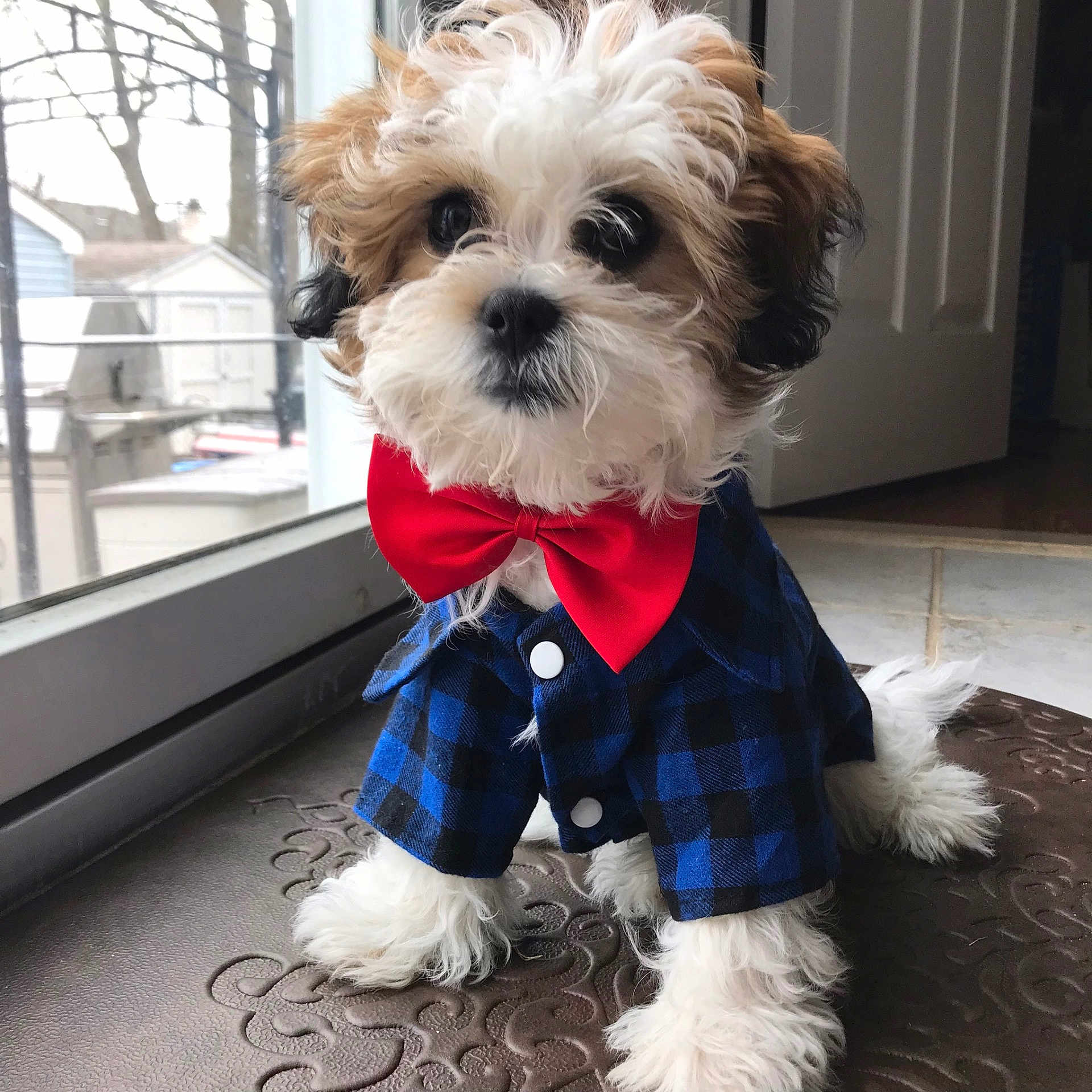 Charlie joined the competition — help win amazing prizes! dog, puppy, small_dog, fluffy, bow_tie, shirt, blue_checkered, indoor, window, floor, pet, cute, adorable, fur, white_paws, black_nose, brown_and_white, sitting, portrait, young_dog