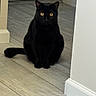 black_cat, cat, pet, animal, indoor, floor, wood_floor, hallway, yellow_eyes, sitting, feline, domestic_cat, alert, quiet, home_interior, neutral_colors, baseboard, shadow, looking, curious