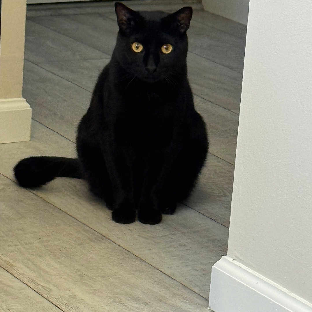 Loki