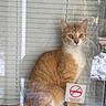 cat, orange_cat, white_cat, window, glass, reflection, blinds, sign, no_soliciting, indoor, pet, animal, sitting, curious, feline, domestic_cat, looking, alert, house, daylight