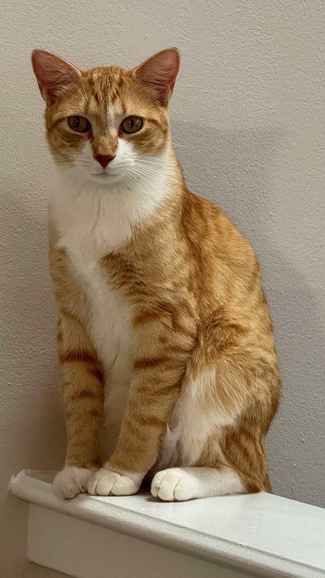 Groot is registered to the contest to win money with this photo: animal, calm, cat, curious, cute, domestic_cat, ears, feline, fur, indoor, ledge, looking_at_camera, orange_cat, pet, portrait, quiet, sitting, wall, whiskers, white_paws