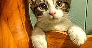 Buffy is registered to the contest to win money with this photo: