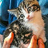 Buffy is registered to the contest to win money with this photo: