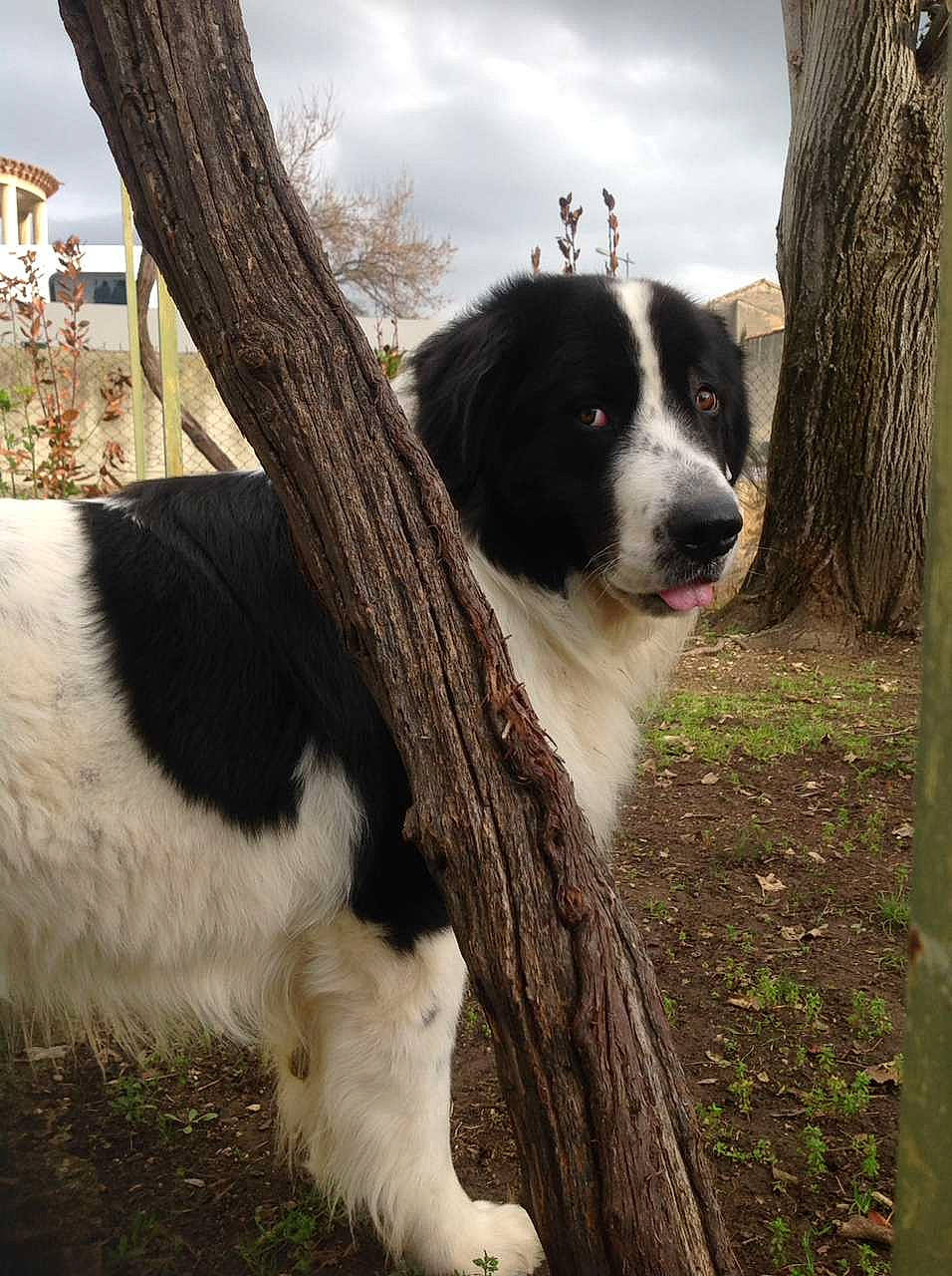 Nounours participe au concours pour gagner de l'argent avec cette photo : building, canidae, carnivore, cloud, companion_dog, dog, dog_breed, fur, grass, herding_dog, landseer, mcnab, plant, sky, snout, sporting_group, tail, tree, whiskers, window