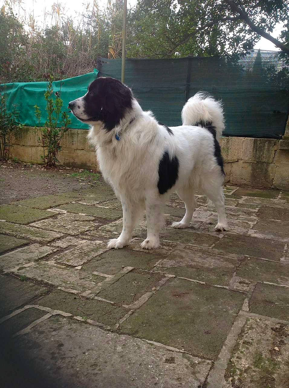 Nounours participe au concours pour gagner de l'argent avec cette photo : bucovina_shepherd_dog, canidae, carnivore, companion_dog, dog, dog_breed, fur, grass, herding_dog, landseer, papillon, plant, road_surface, snout, sporting_group, tail, terrier, tree, working_animal, working_dog