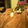cat, blanket, furry, cozy, indoor, resting, pet, feline, warm, soft, sleepy, domestic, comfort, fur, relaxed, home, cushion, brown, white, paw