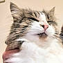 cat, fluffy, pet, indoor, closeup, whiskers, pink_nose, feline, fur, hand, portrait, animal, muzzle, eyes_closed, domestic_cat, cute, relaxed, white_fur, tabby, wall_art