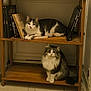 cat, bookshelf, book, furniture, indoor, animal, pet, tabby_cat, long_hair_cat, sitting, lying_down, wood, tile_floor, feline, cute, domestic_cat, relaxed, two_animals, brown, white