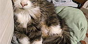 Violette participe au concours pour gagner de l'argent avec cette photo : cat, tabby_cat, fluffy, sleepy, lying_down, blanket, cushion, indoor, furniture, knitted_blanket, relaxed, pet, household, cozy, fur, tail, paw, resting, closeup, domestic_animal