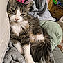 cat, tabby_cat, fluffy, sleepy, lying_down, blanket, cushion, indoor, furniture, knitted_blanket, relaxed, pet, household, cozy, fur, tail, paw, resting, closeup, domestic_animal