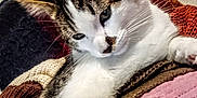 Dinah a rejoint le concours — aidez-le/la à gagner de superbes lots ! animal, calm, cat, closeup, colorful, cozy, curious, cute, domestic, ear, feline, fur, indoor, knitted_blanket, paw, pet, resting, soft, textile, whiskers